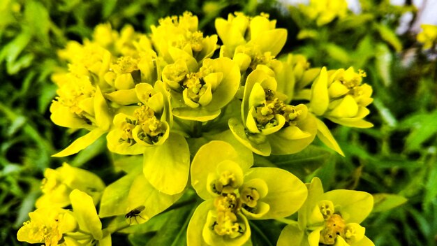 Close-up of yellow flowers blooming in field