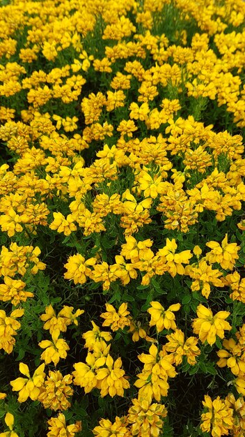 Close-up of yellow flowers blooming in field