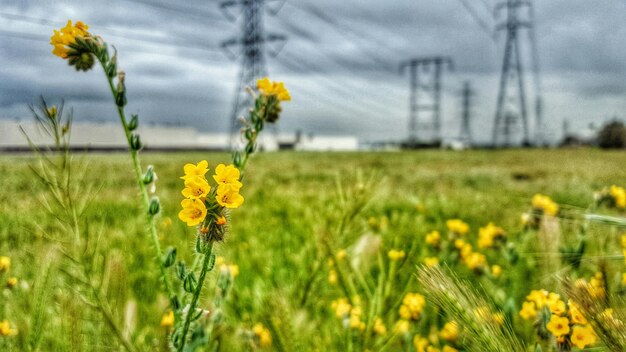 Close-up of yellow flowers blooming in field