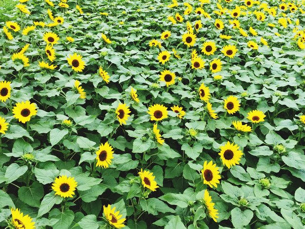 Photo close-up of yellow flowers blooming in field