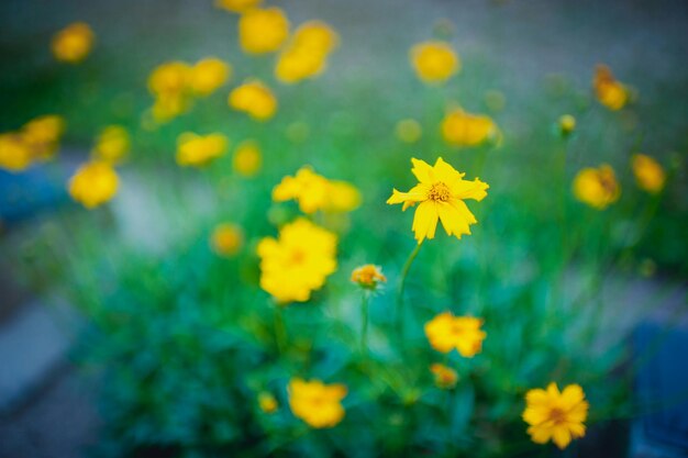 Photo close-up of yellow flowers blooming in field