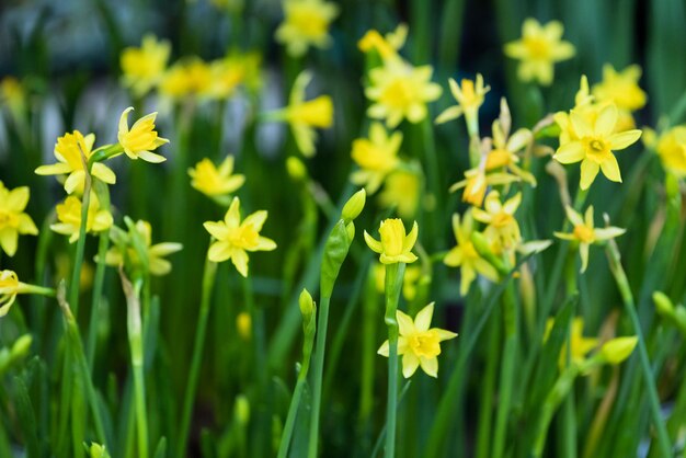 Close-up of yellow flowers blooming on field