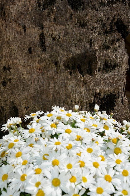 Foto close-up di fiori gialli che fioriscono sul campo
