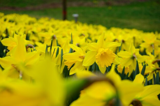 Close-up of yellow flowers blooming in field