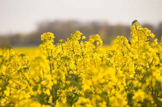 Close up of yellow flowers blooming in field