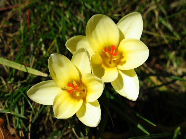 Close-up of yellow flowers blooming on field