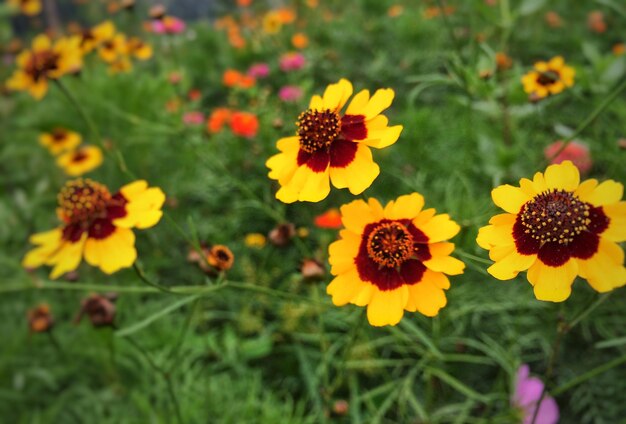 Close-up of yellow flowers blooming in field