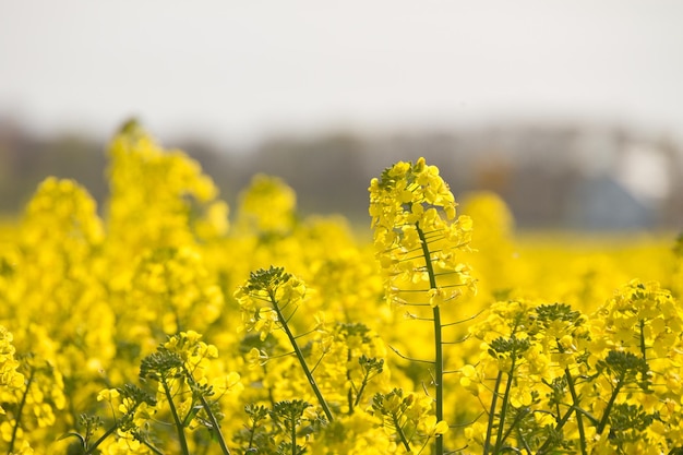 Close-up of yellow flowers blooming in field