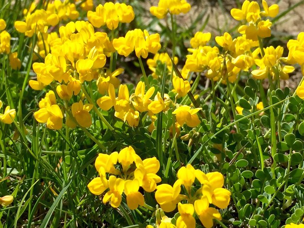 Close-up of yellow flowers blooming in field