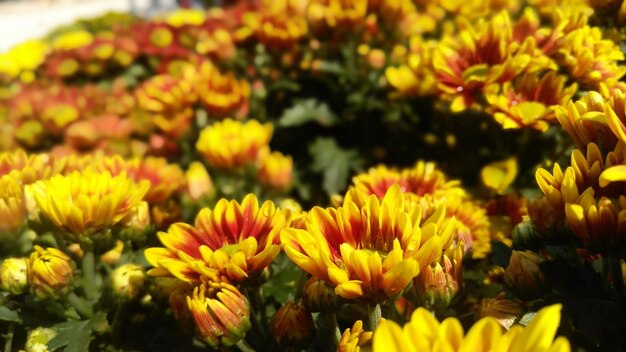 Close-up of yellow flowers blooming on field