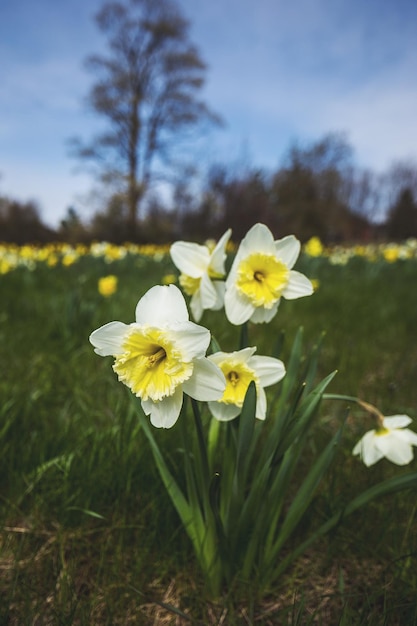 Foto close-up di fiori gialli che fioriscono sul campo