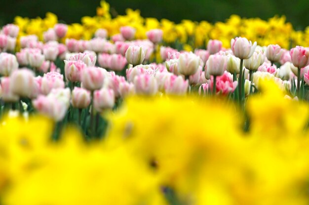 Close-up of yellow flowers blooming on field