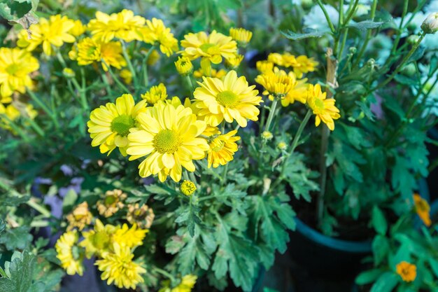 Close-up of yellow flowers blooming on field