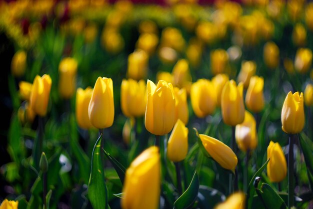 Photo close-up of yellow flowers blooming in field