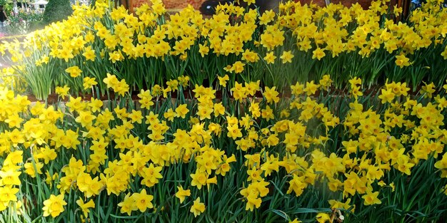 Close-up of yellow flowers blooming in field