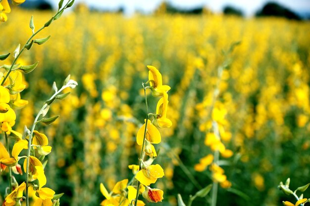 Close-up of yellow flowers blooming in field