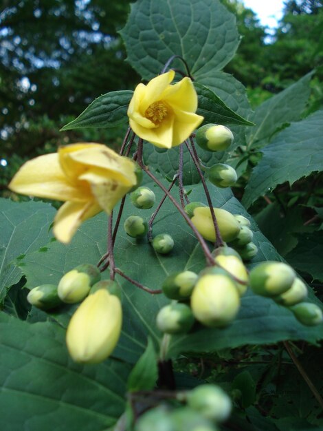 Close-up of yellow flowers blooming outdoors