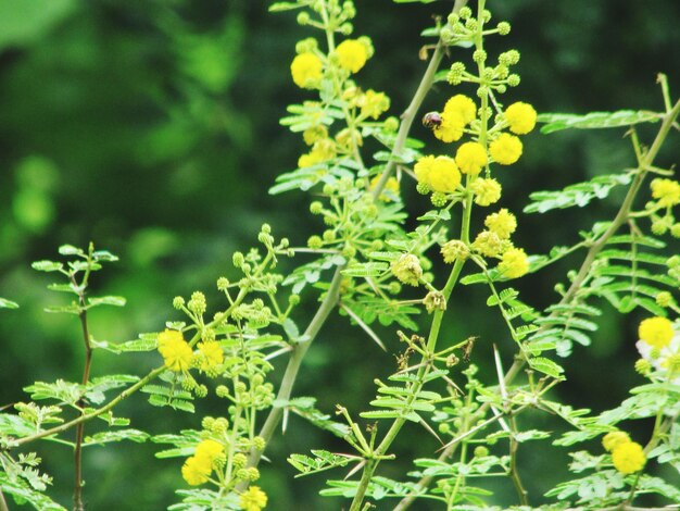 Photo close-up of yellow flowers blooming outdoors