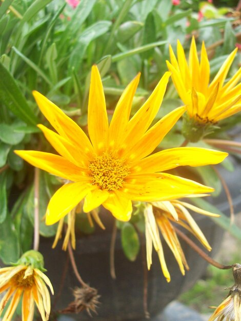 Close-up of yellow flowers blooming outdoors