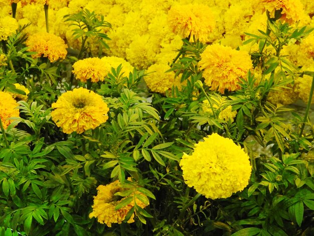 Close-up of yellow flowers blooming outdoors