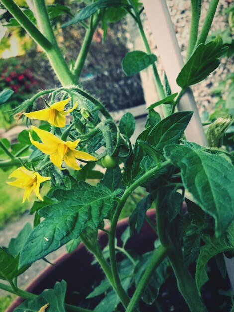 Close-up of yellow flowers blooming outdoors