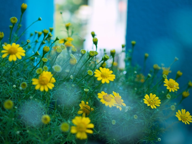 Close-up of yellow flowers blooming outdoors