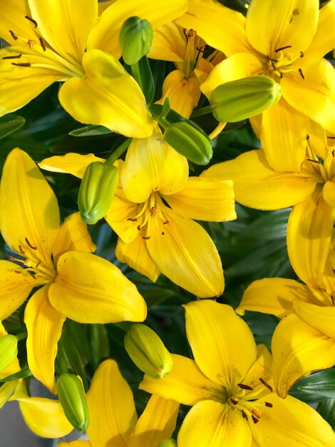 Close-up of yellow flowers blooming outdoors