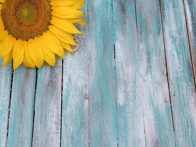 Close-up of yellow flowers blooming outdoors