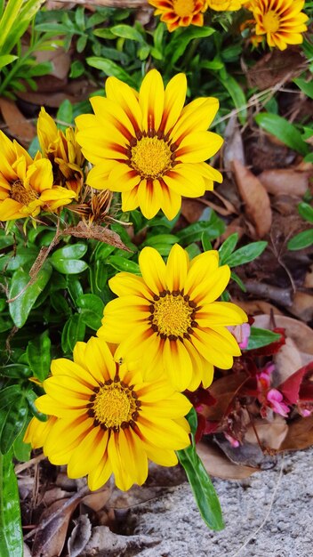 Close-up of yellow flowers blooming outdoors