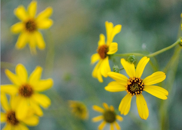 Close-up of yellow flowers blooming outdoors