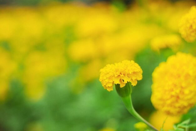 Close-up of yellow flowers blooming outdoors