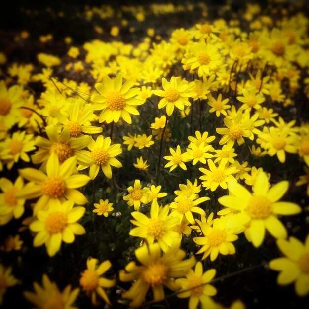 Close-up of yellow flowers blooming outdoors