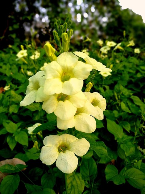 Close-up of yellow flowers blooming outdoors