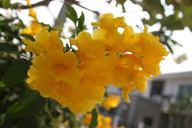 Close-up of yellow flowers blooming outdoors