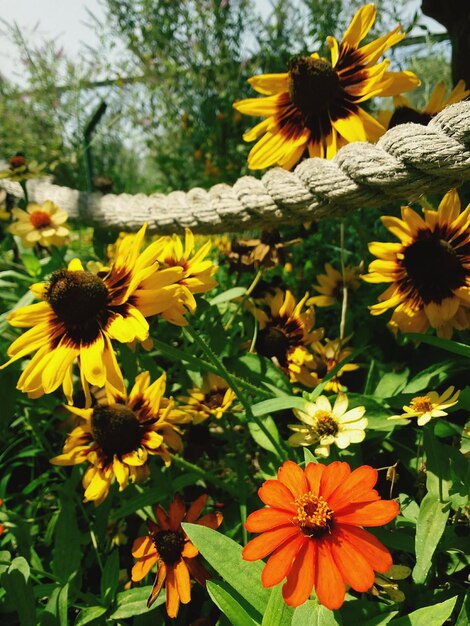 Close-up of yellow flowers blooming outdoors