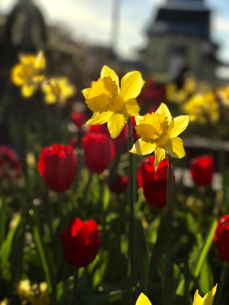 Close-up of yellow flowers blooming outdoors