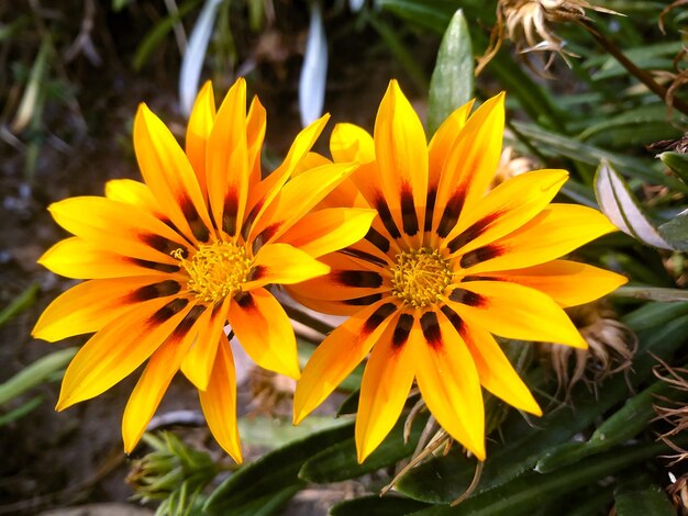 Close-up of yellow flowers blooming outdoors