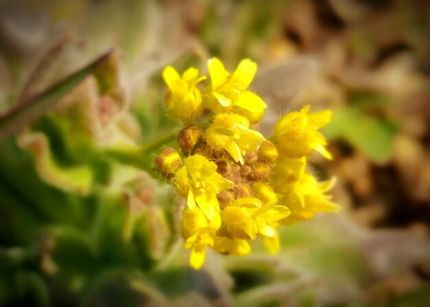 Close-up of yellow flowers blooming outdoors