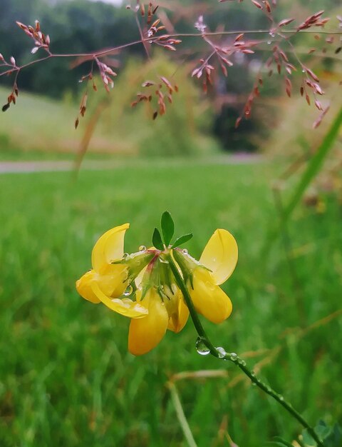 Close-up of yellow flowers blooming outdoors