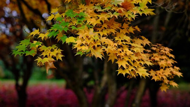 Close-up of yellow flowers blooming outdoors