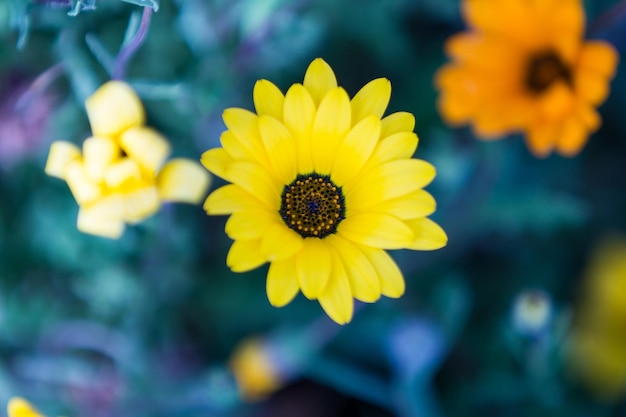 Photo close-up of yellow flowers blooming outdoors