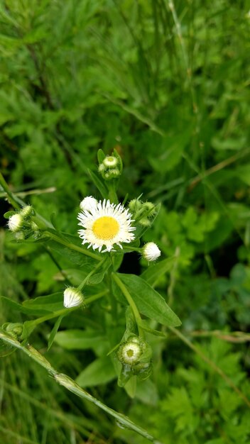 Close-up of yellow flowers blooming outdoors