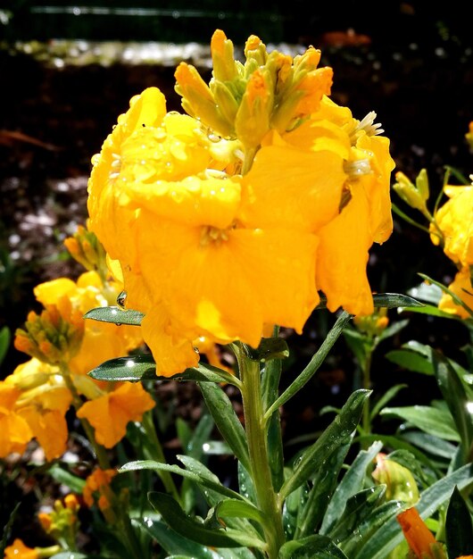 Close-up of yellow flowers blooming outdoors