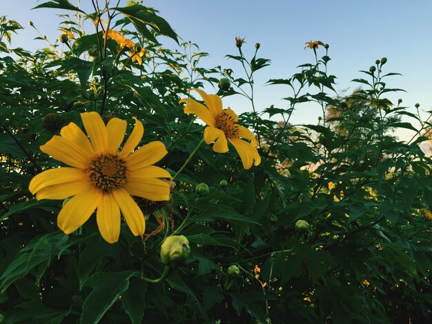 Close-up of yellow flowers blooming outdoors