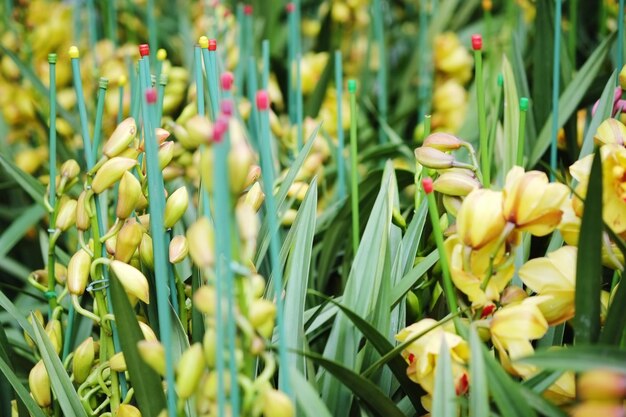 Close-up of yellow flowers blooming outdoors