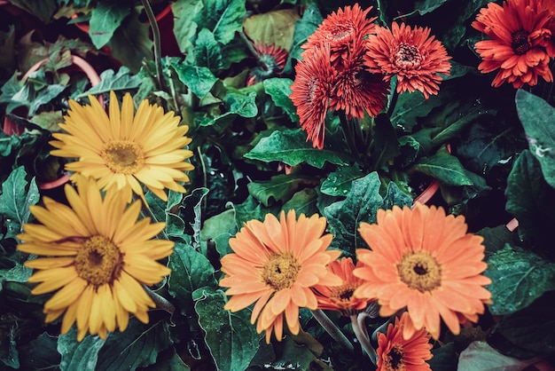 Foto close-up di fiori gialli che fioriscono all'aperto