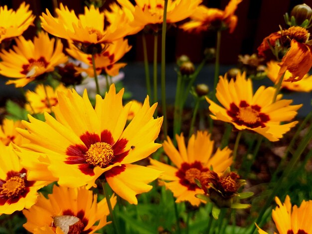 Close-up of yellow flowers blooming outdoors