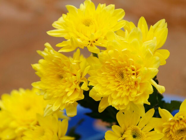 Close-up of yellow flowers blooming outdoors