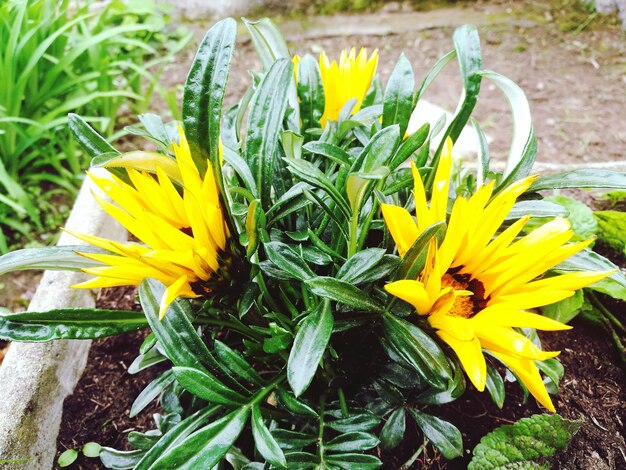 Close-up of yellow flowers blooming outdoors