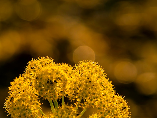 Photo close-up of yellow flowers blooming outdoors